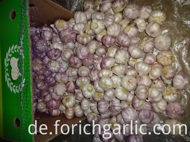 Normal White Garlic